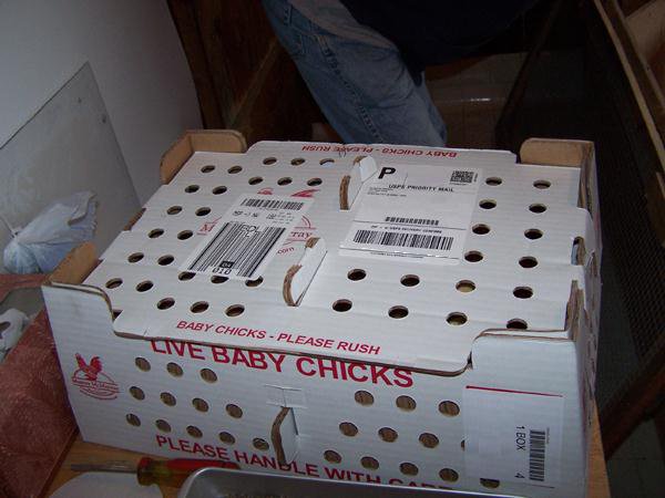 chicksintheshippingboxmay2009.jpg