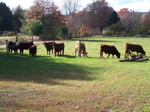 cowsinthemiddlepasturenovember2013.jpg