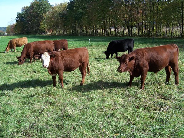 cowsonthebackpasturenovember2013.jpg