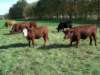 cowsonthebackpasturenovember2013_small.jpg