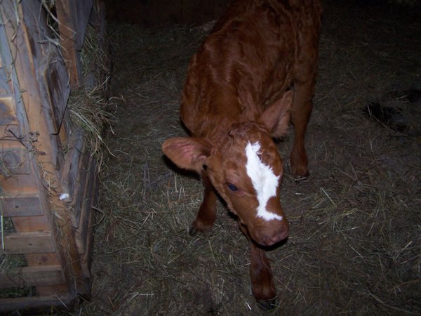 winniesnewcalfwilliemaejuly2009.jpg