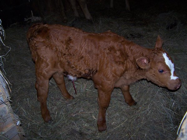 winniesnewcalfwilliemaejuly20093.jpg