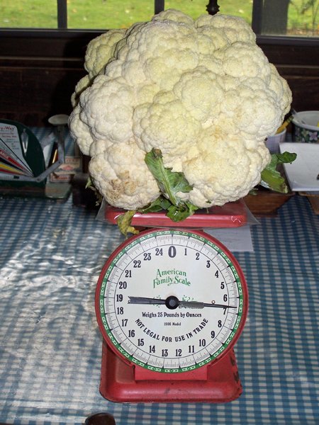 cauliflowerheadseptember2013.jpg