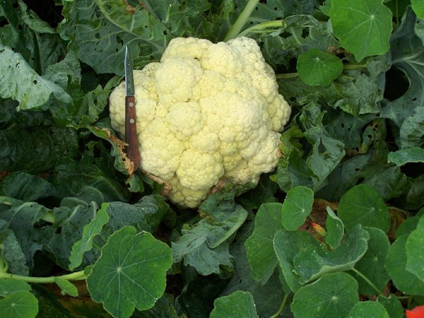cauliflowerseptember2013.jpg