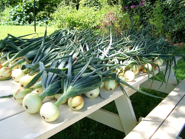 onionharvestaugust20112.jpg
