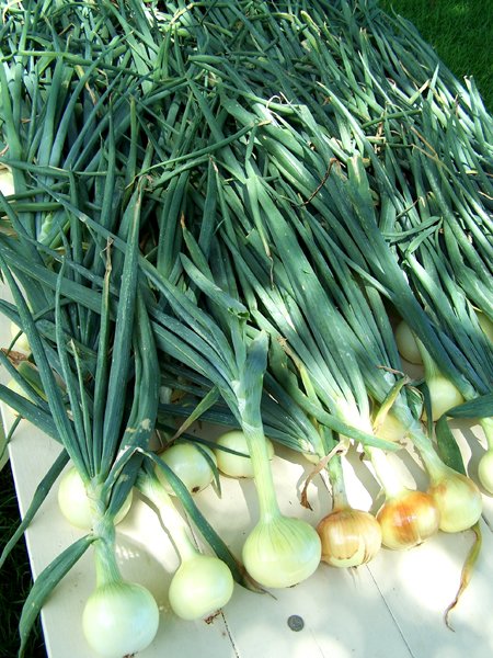 onionharvestaugust20113.jpg