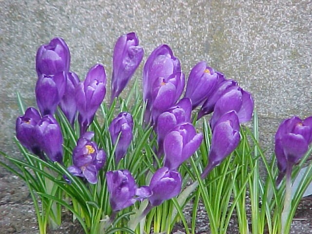 crocusintheeastgardenapril2003.jpg