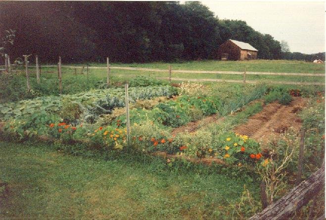 vegetablegardenaugust1993.jpg