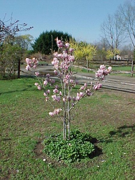 magnoliafloweringapril2004.jpg