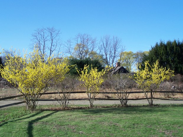 forsythiaalongthefenceapril2006.jpg