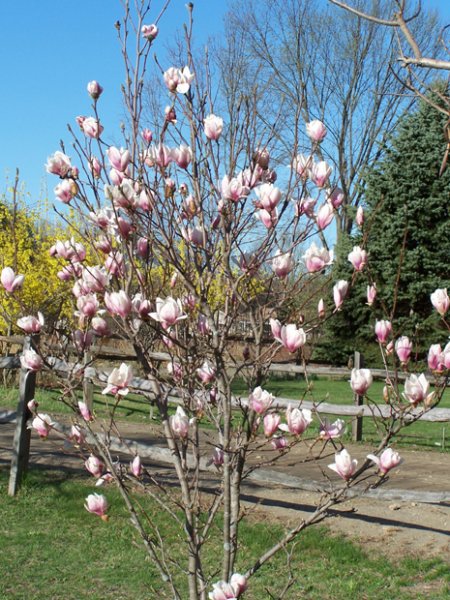 magnoliajustopeningapril2006.jpg