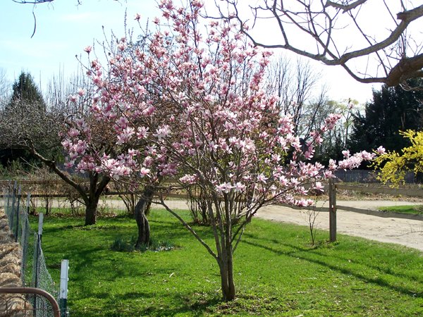 magnoliaapril2010.jpg