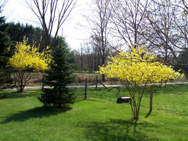 westforsythiasapril2010.jpg