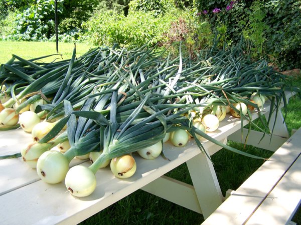 onionharvestaugust2011.jpg