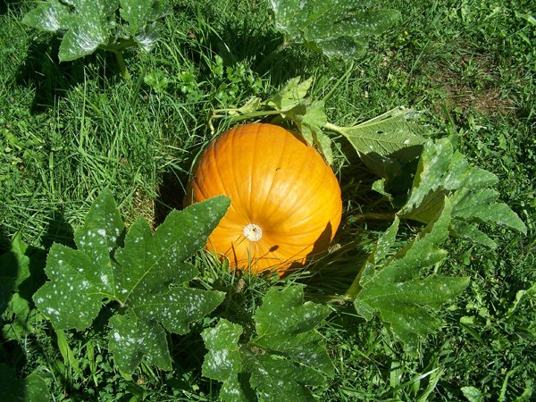 howdenpumpkinaugust2014.jpg