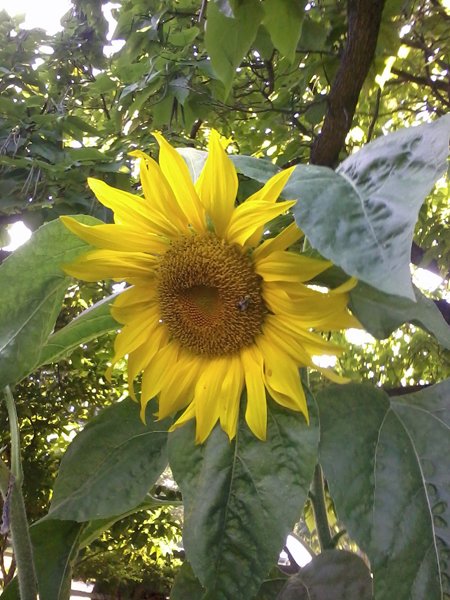 thefirstsunfloweraugust2014.jpg