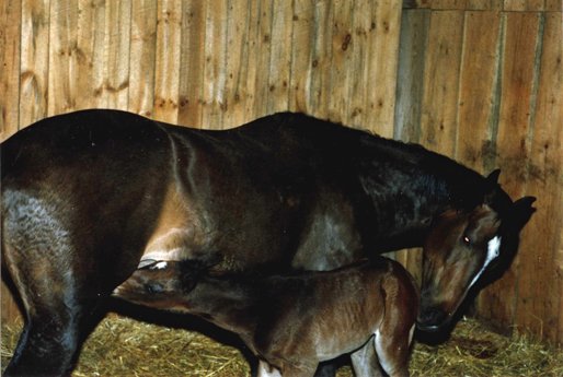 jomommaandnewbornfoalapril1987.jpg