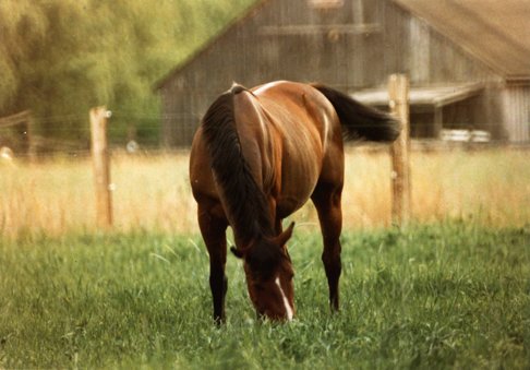 rabbitjuly1985.jpg